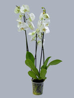 WHITE ORCHID IN DIAN WHITE POT - اوركيد ابيض في حوض ديان الأبيض