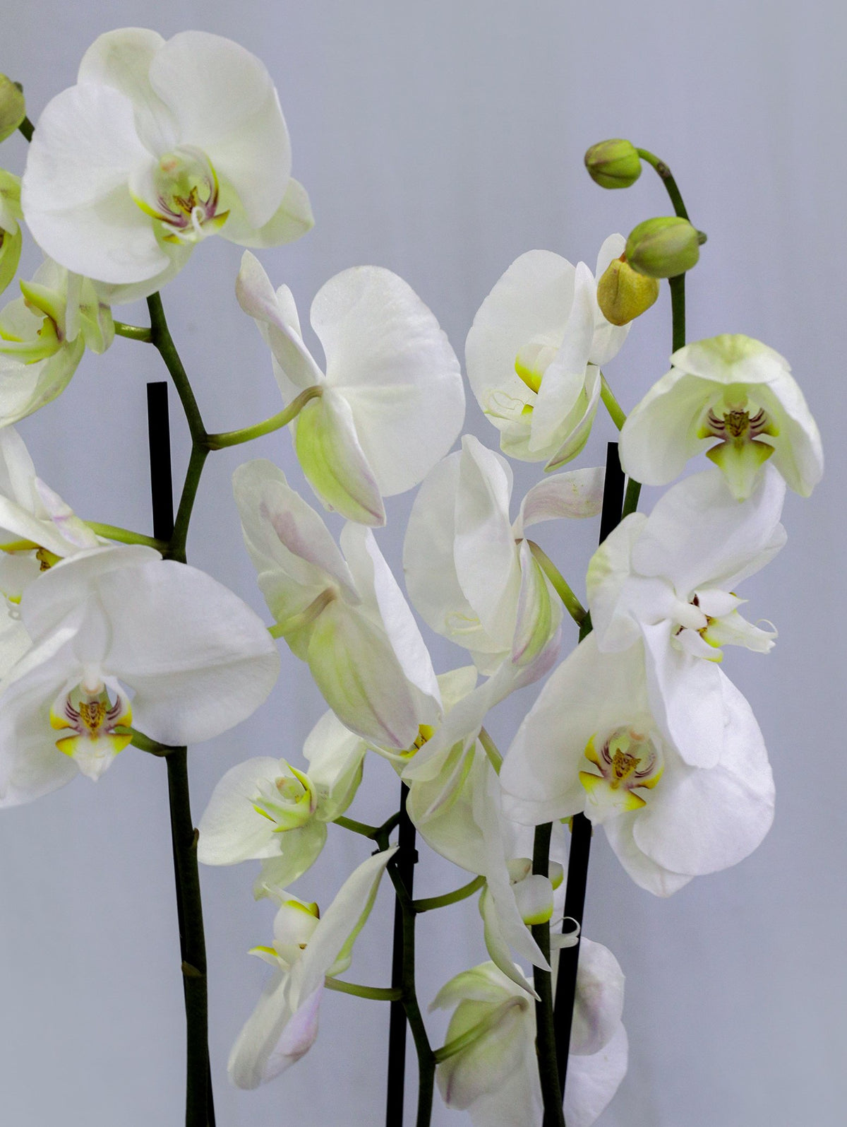 WHITE ORCHID IN DIAN CAMEL PLANTER - أوركيد أبيض في حوض ديان