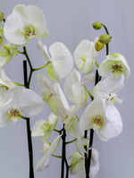 WHITE ORCHID IN DIAN CAMEL PLANTER - أوركيد أبيض في حوض ديان