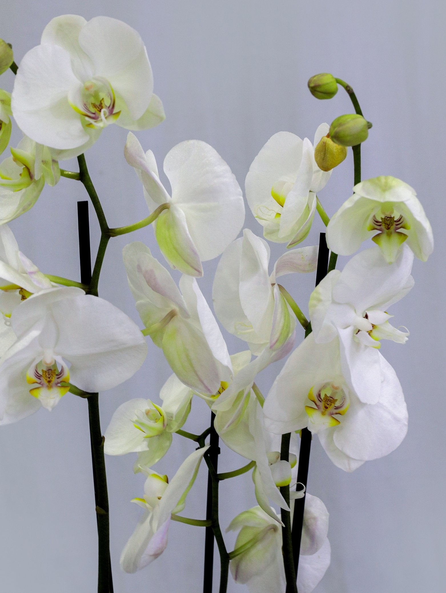 WHITE ORCHID IN DIAN CAMEL PLANTER - أوركيد أبيض في حوض ديان