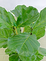 FICUS LYRATA IN WHITE TALL ROUND FIBER CEMENT POT فيكس ليراتا في حوض فايبر