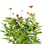 JATROPHA INTEGERRIMA - RED	جاتروفا