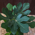 FICUS CARICA (FIG) نبات التين