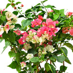 BOUGAINVILLEA TUSCANY SMALL جهنمية (مجنونة) توسكانى