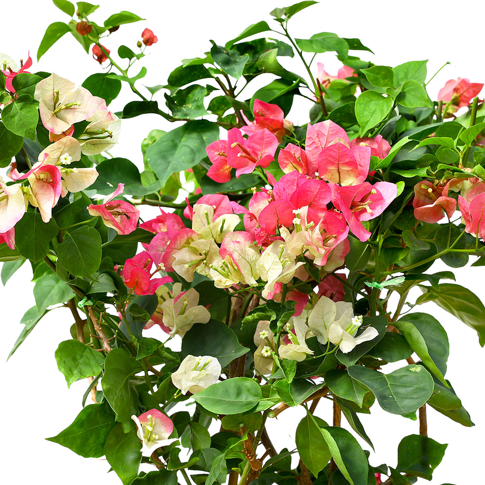 BOUGAINVILLEA TUSCANY SMALL جهنمية (مجنونة) توسكانى