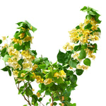 BOUGAINVILLEA ROMA YELLOW -جهنمية (مجنونة)