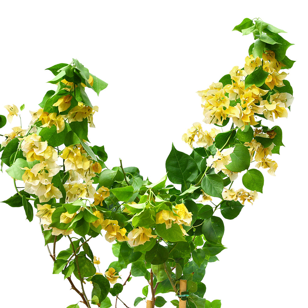 BOUGAINVILLEA ROMA YELLOW -جهنمية (مجنونة)