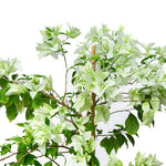 BOUGAINVILLEA PALERMO BIANCO- جهنمية (مجنونة) باليرمو