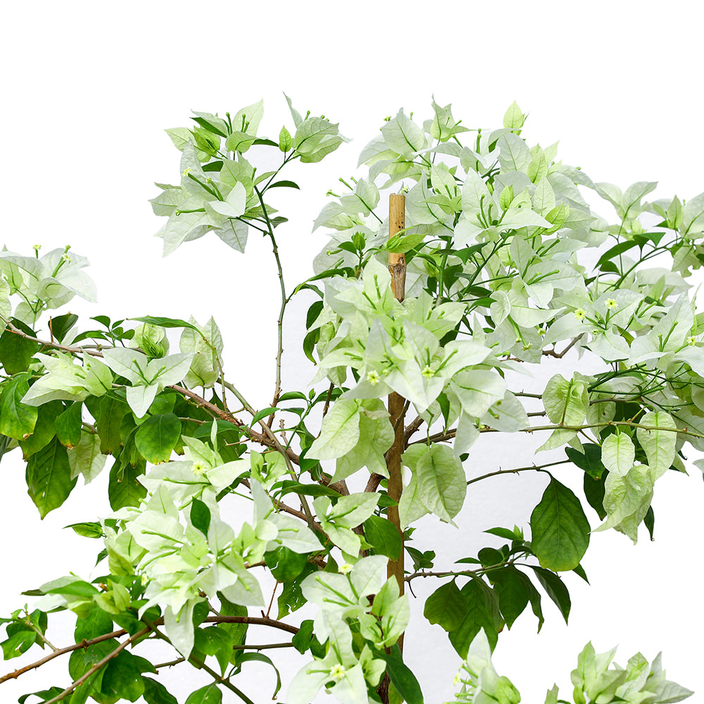 BOUGAINVILLEA PALERMO BIANCO- جهنمية (مجنونة) باليرمو