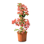 BOUGAINVILLEA ROMA 1 METER [جهنمية [مجنونة