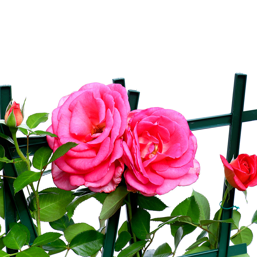 ROSE LADY ROUA ورد جوري (ليدي روئ)