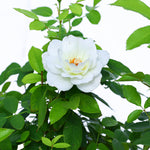 ROSE LADY FOUZ ورد جوري (ليدي فوز)