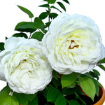 ROSE LADY MARYAM ورد جوري (ليدي مريم)