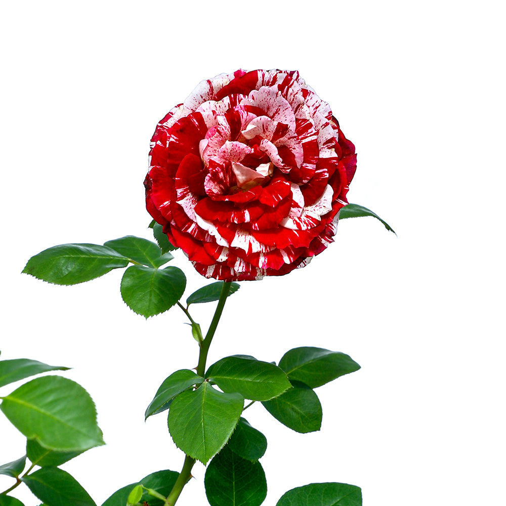 ROSE LADY LATIFAH ورد جوري (ليدي لطيفة)