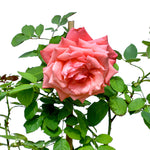 ROSE LADY JOURI ورد جوري (ليدي جوري)
