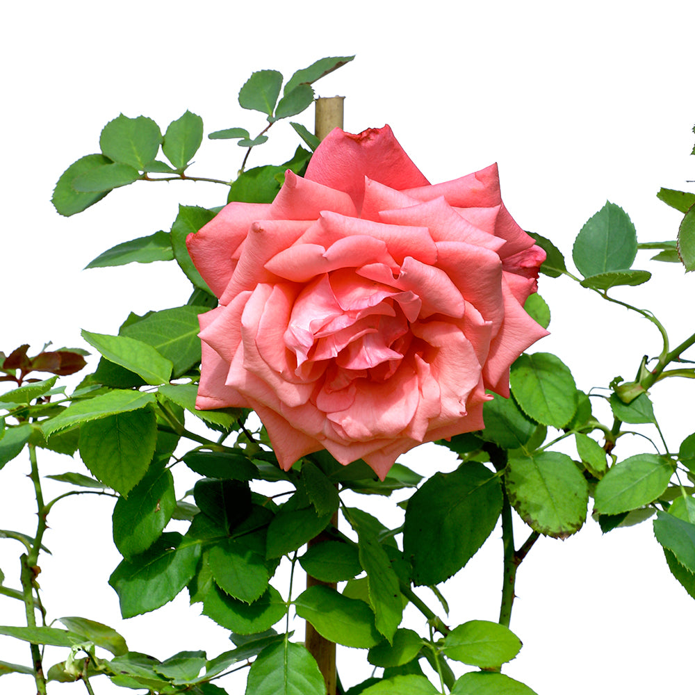 ROSE LADY JOURI ورد جوري (ليدي جوري)