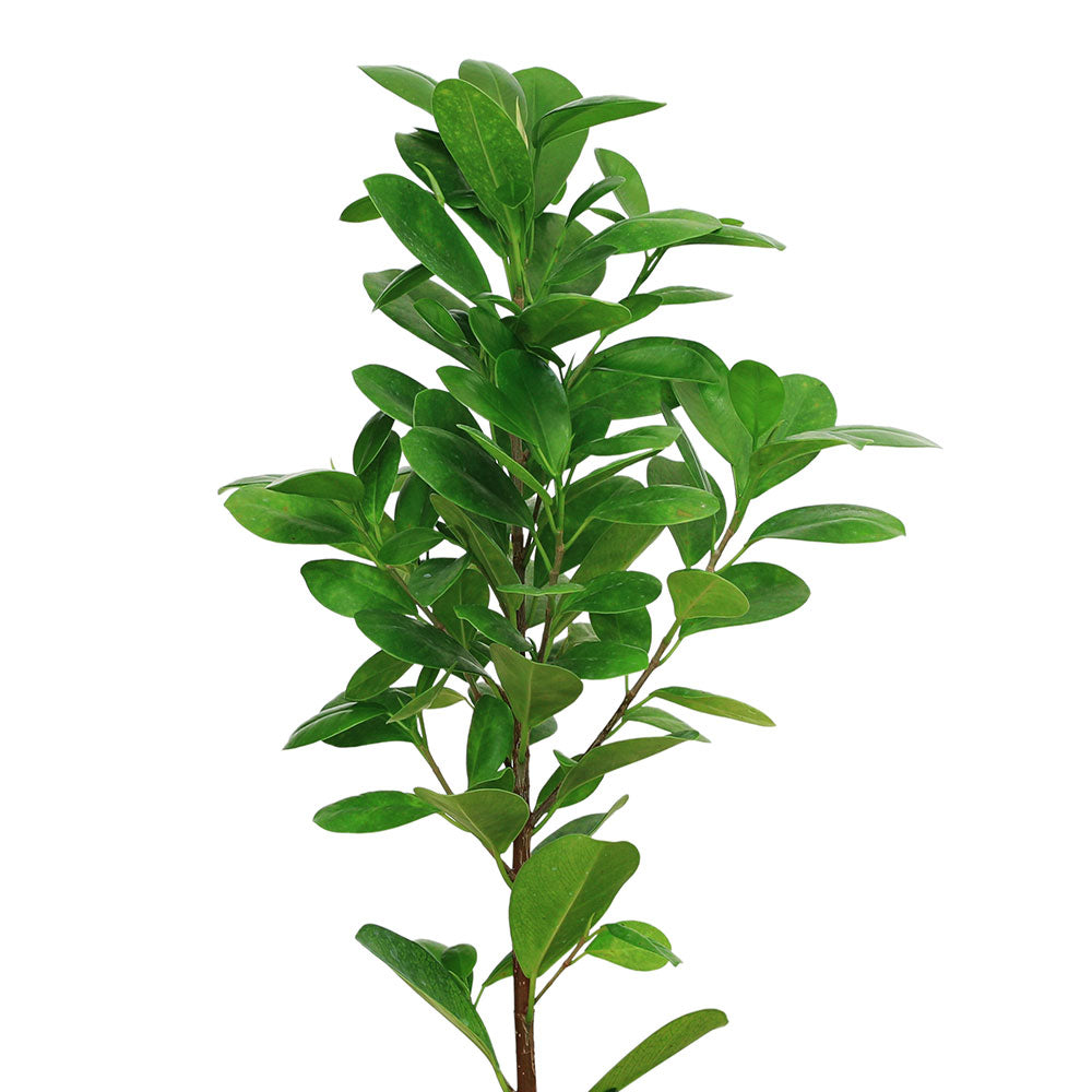 FICUS PANDA فايكس باندا