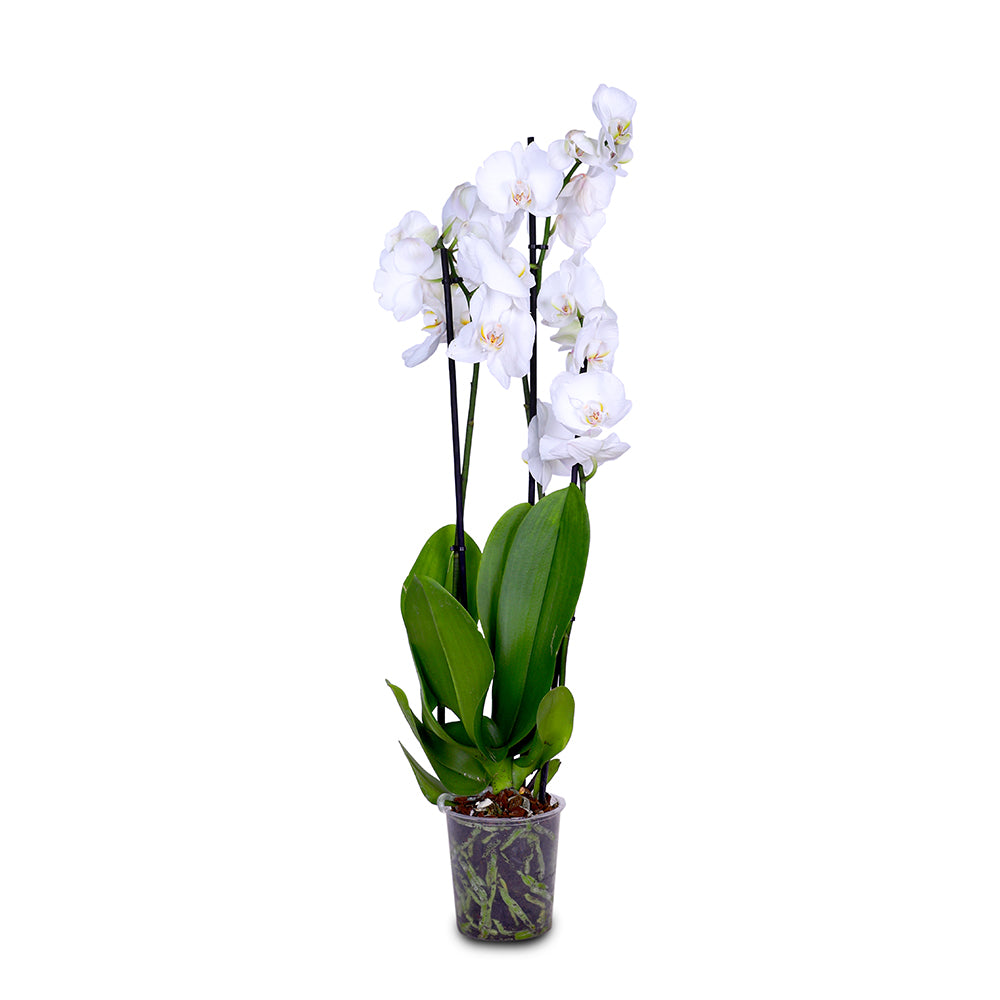 SINGLE ORCHID (FOR GIFTS, FOR HOME, FOR OFFICE TABLES...)- أوركيد