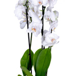 SINGLE ORCHID (FOR GIFTS, FOR HOME, FOR OFFICE TABLES...)- أوركيد