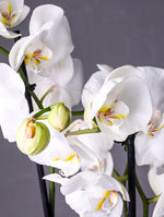 SINGLE ORCHID (FOR GIFTS, FOR HOME, FOR OFFICE TABLES...)- أوركيد