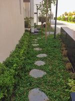 NATURAL STEPPING STONE - احجار المشاة