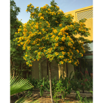 CASSIA SURATTENSIS	كاسيا سوراتانسيس \جلوكا