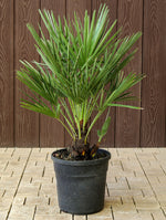 CHAMAEROPS HUMILIS 110 V.22 شاميروبس متعدد الجذوع