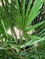 CHAMAEROPS HUMILIS 110 V.22 شاميروبس متعدد الجذوع