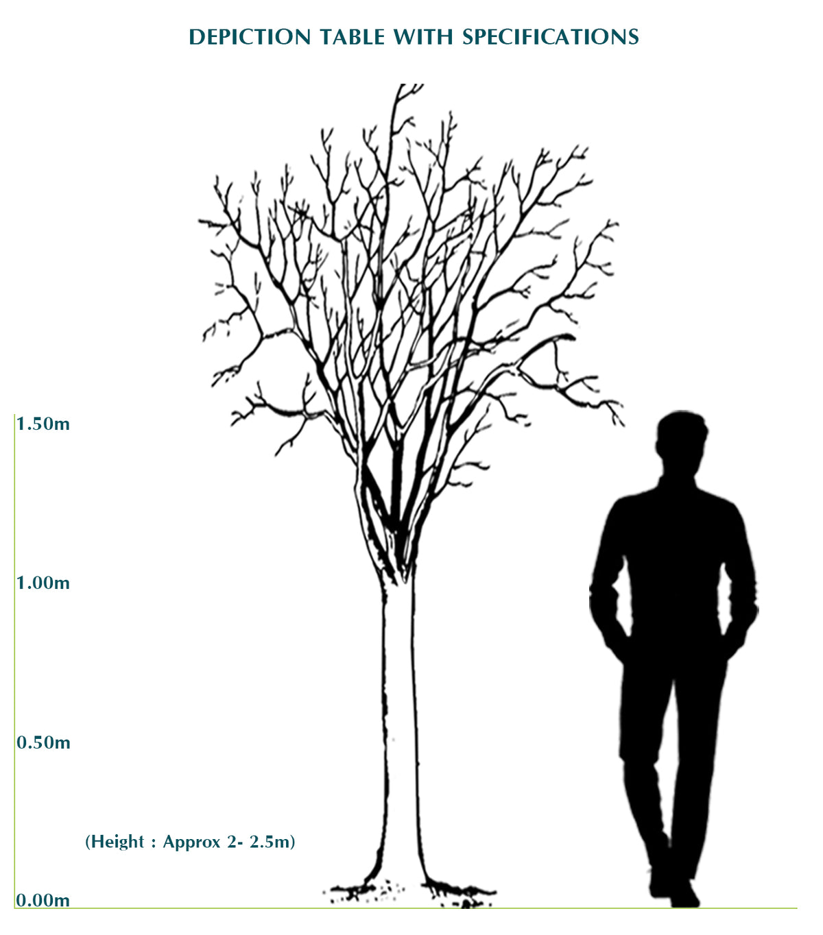 TERMINALIA CATAPPA (INDIAN ALMOND TREE)	- ترميناليا (شجرة اللوز الهندية)