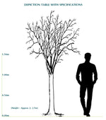 TERMINALIA CATAPPA (INDIAN ALMOND TREE)	- ترميناليا (شجرة اللوز الهندية)