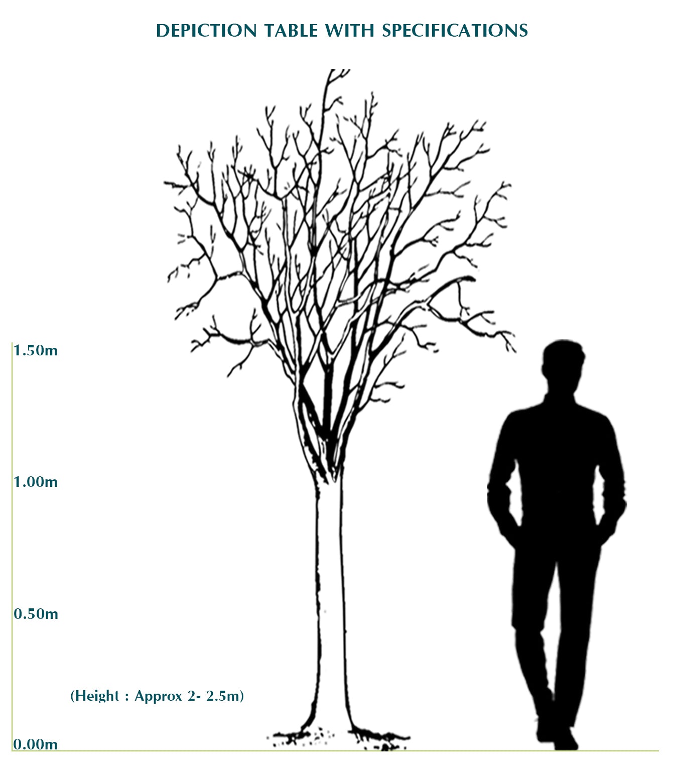 TERMINALIA CATAPPA (INDIAN ALMOND TREE)	- ترميناليا (شجرة اللوز الهندية)