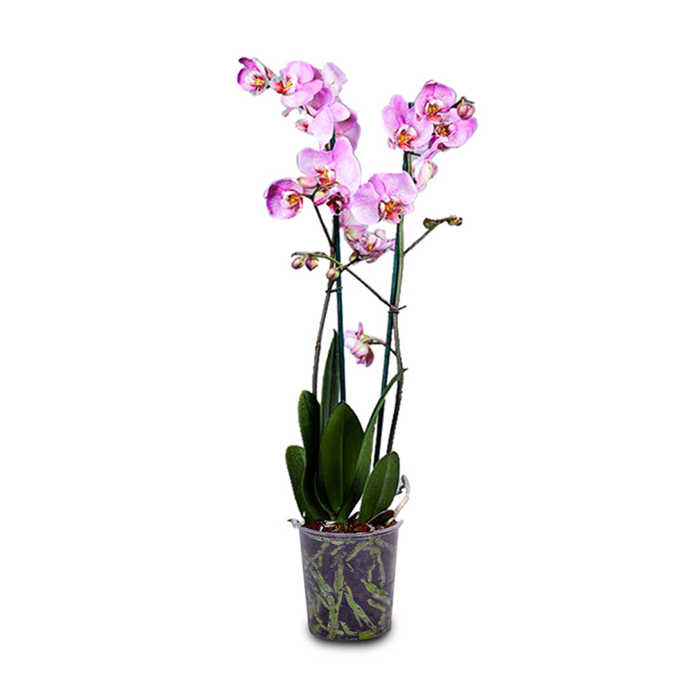 SINGLE ORCHID (FOR GIFTS, FOR HOME, FOR OFFICE TABLES...)- أوركيد