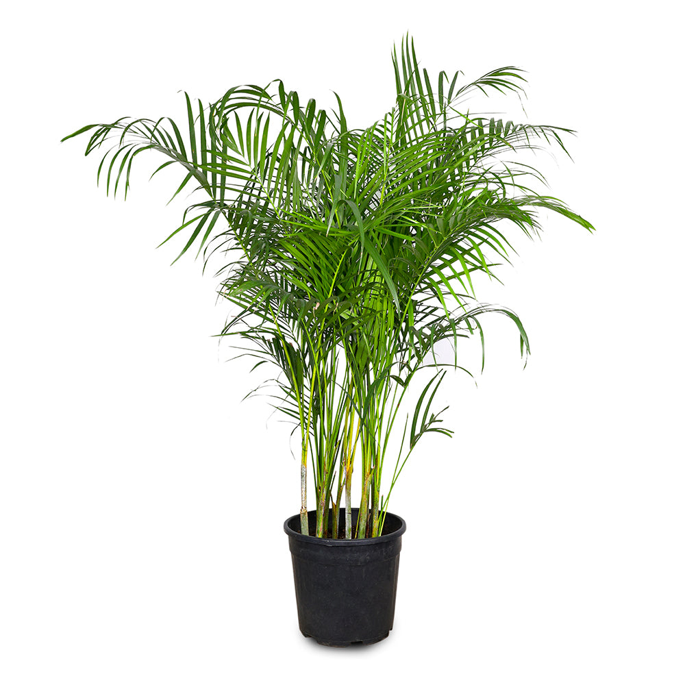 CHRYSALIDOCARPUS LUTESCENS (ARECA PALM) أريكا