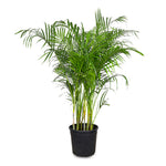CHRYSALIDOCARPUS LUTESCENS (ARECA PALM) أريكا