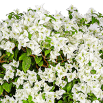 BOUGAINVILLEA BIANCO H90 - 100 CMS - جهنمية (مجنونة)