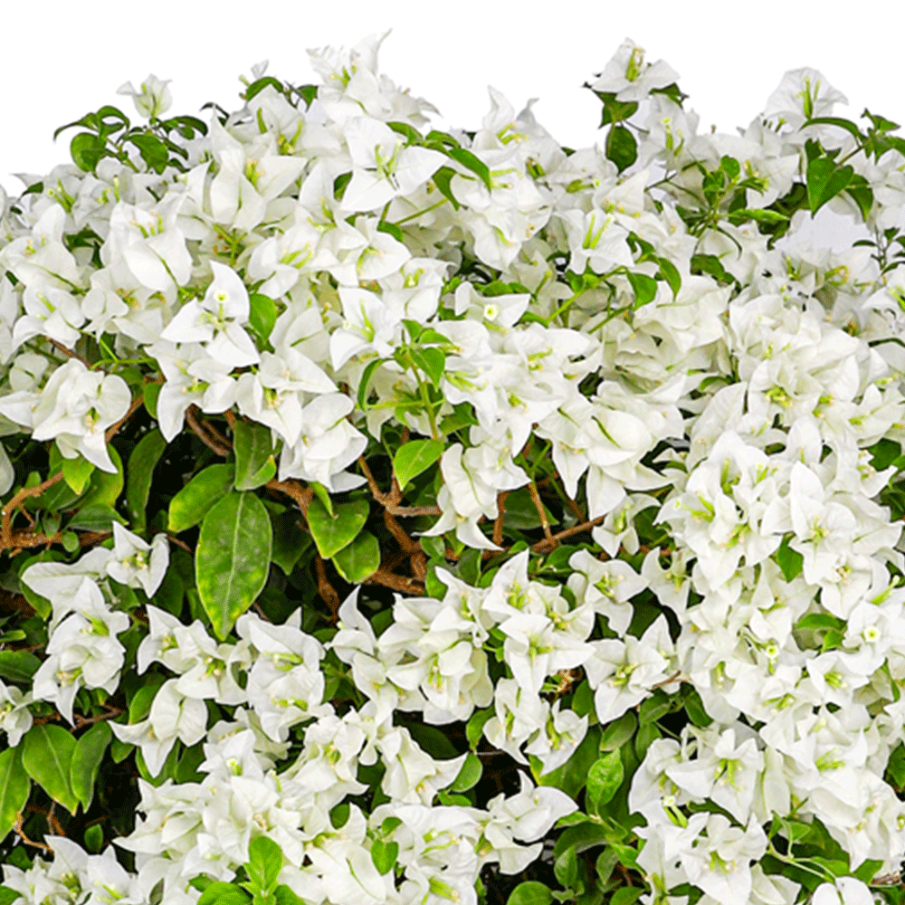 BOUGAINVILLEA BIANCO H90 - 100 CMS - جهنمية (مجنونة)