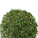 CARMONA MICROPHYLLA BALL SHAPE 	كارمونا كروية