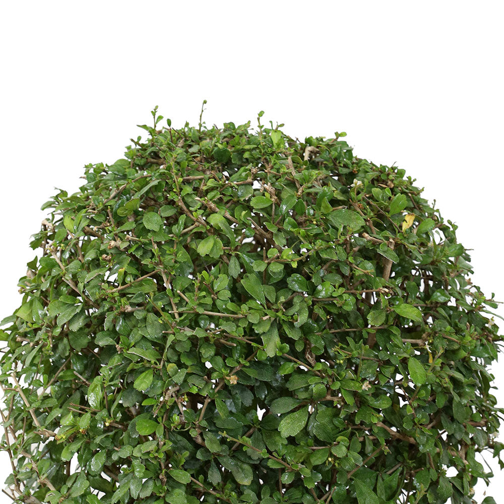 CARMONA MICROPHYLLA BALL SHAPE 	كارمونا كروية