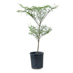 TERMINALIA MANTALY 1-1.5 MTR ترميناليا