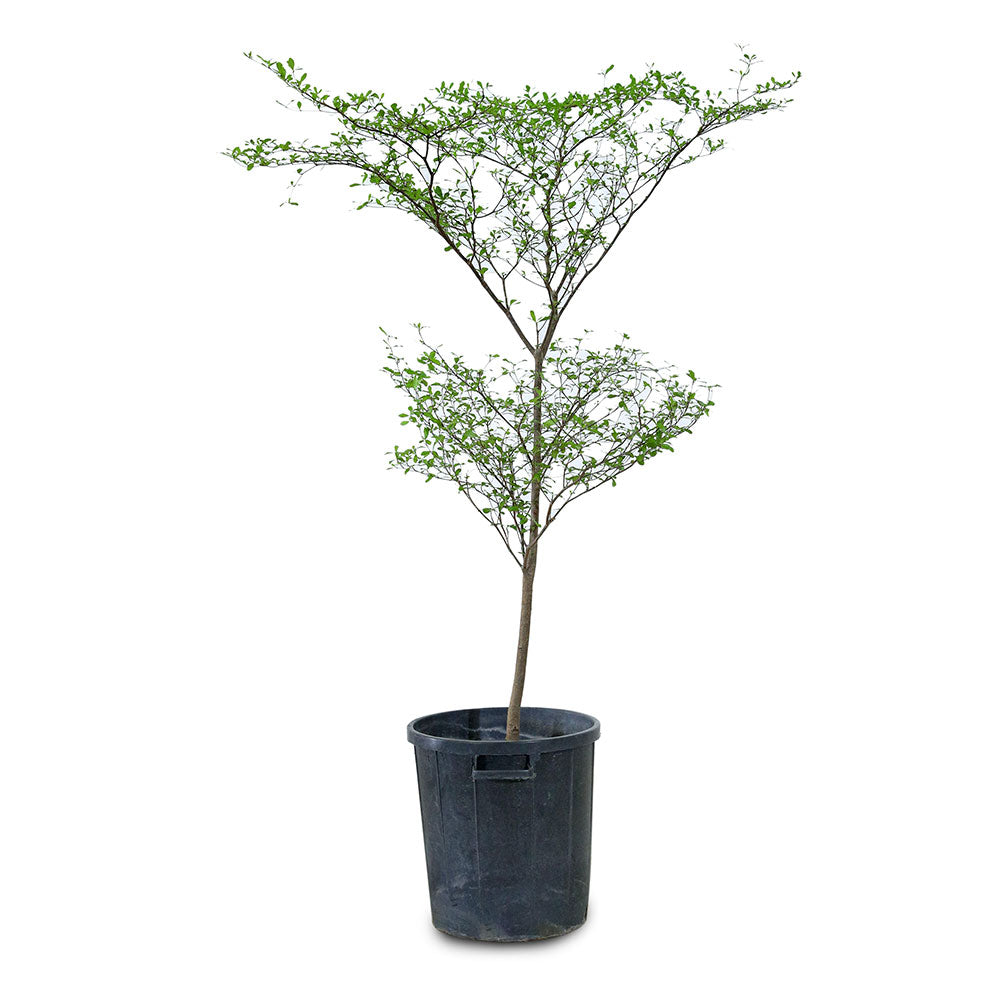 TERMINALIA MANTALY 1-1.5 MTR ترميناليا
