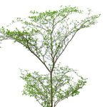 TERMINALIA MANTALY 1-1.5 MTR ترميناليا
