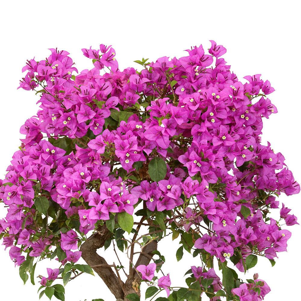 BOUGAINVILLEA MESCOLARE جهنمية (مجنونة) ميسكولاري و جهنمية وردى