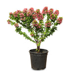BOUGAINVILLEA CATANIA نبات جهنمية كاتانيا {مجنونة}