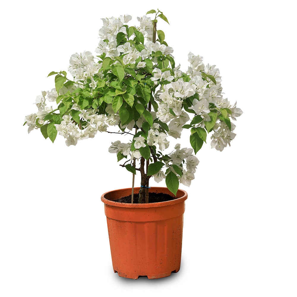 BOUGAINVILLEA BIANCO جهنمية (مجنونة) بيانكو