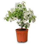 BOUGAINVILLEA BIANCO جهنمية (مجنونة) بيانكو