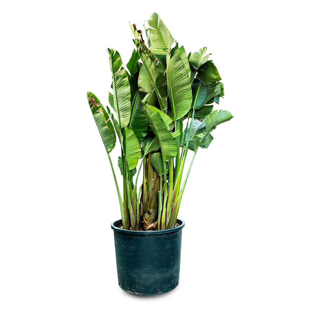 STRELITZIA AUGUSTA (WHITE BIRD OF PARADISE) 2.5 MTR-عصفور الجنة الابيض 2.5 متر