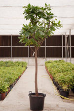 TERMINALIA CATAPPA (INDIAN ALMOND TREE)	- ترميناليا (شجرة اللوز الهندية)