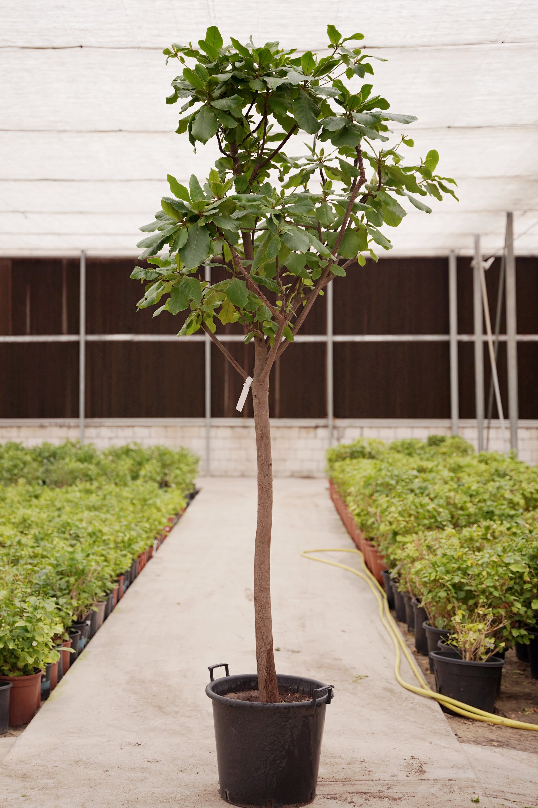 TERMINALIA CATAPPA (INDIAN ALMOND TREE)	- ترميناليا (شجرة اللوز الهندية)