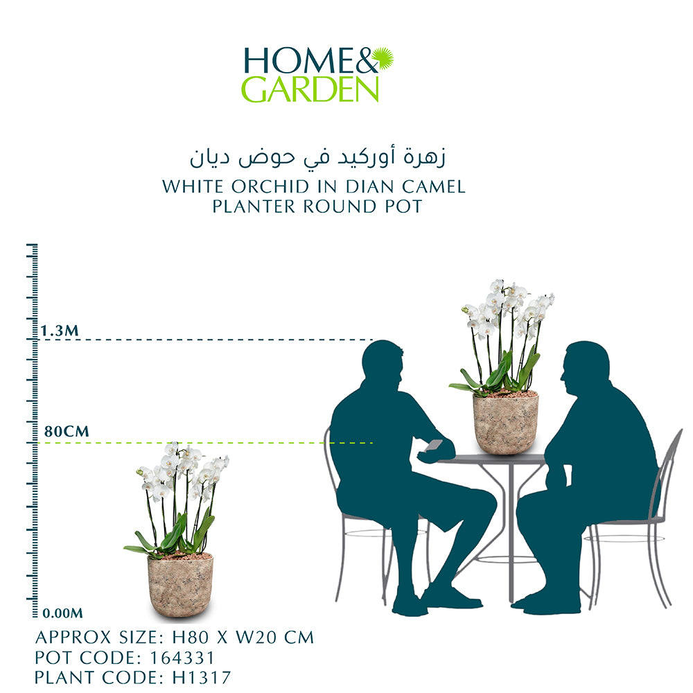 WHITE ORCHID IN DIAN CAMEL PLANTER - أوركيد أبيض في حوض ديان