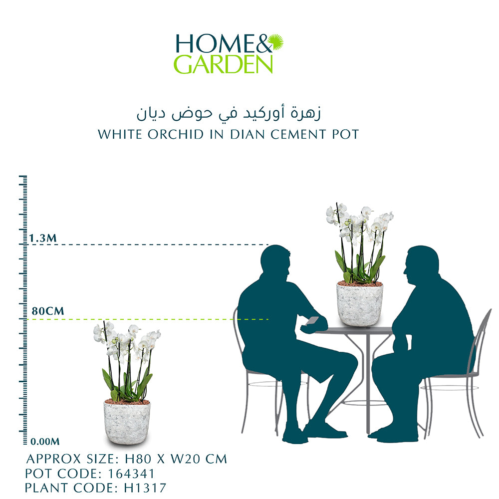 WHITE ORCHID IN DIAN WHITE POT - اوركيد ابيض في حوض ديان الأبيض